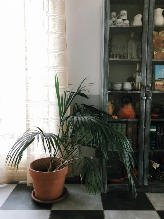 an indoor room with a potted plant in the middle