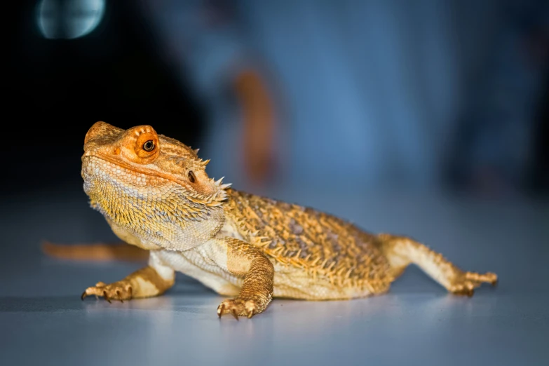 a small lizard with orange eyes sitting on a table