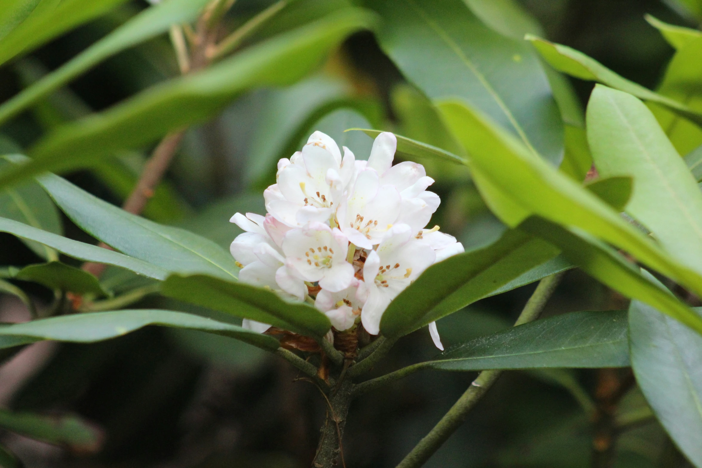 a flower is growing on a twig on a tree