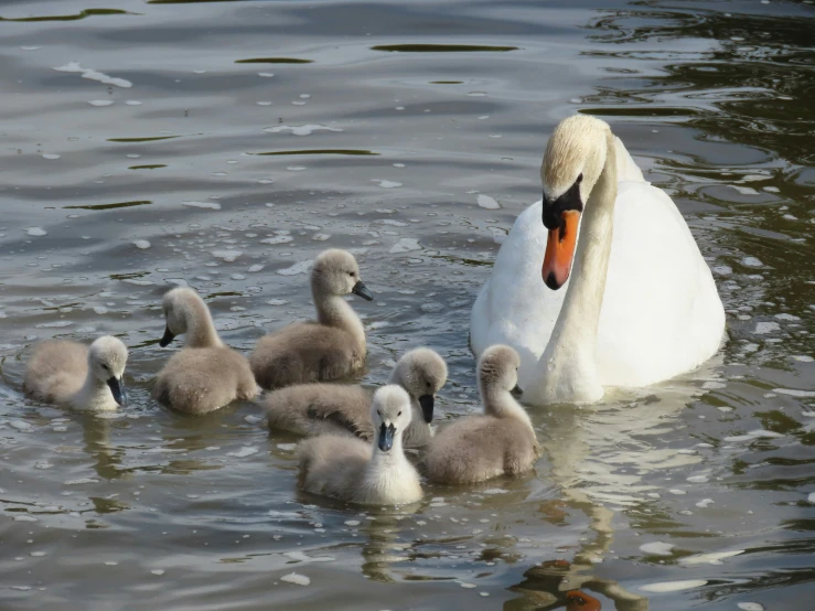 a mother swan with her baby ducklings swimming in the water