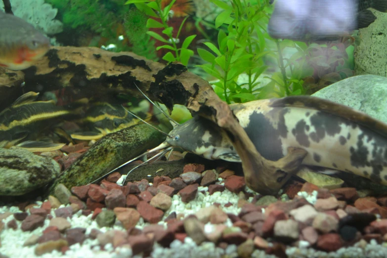 small decorative animals swim around in the tank