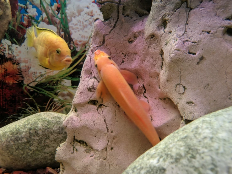 a fish hiding near a stone with rocks