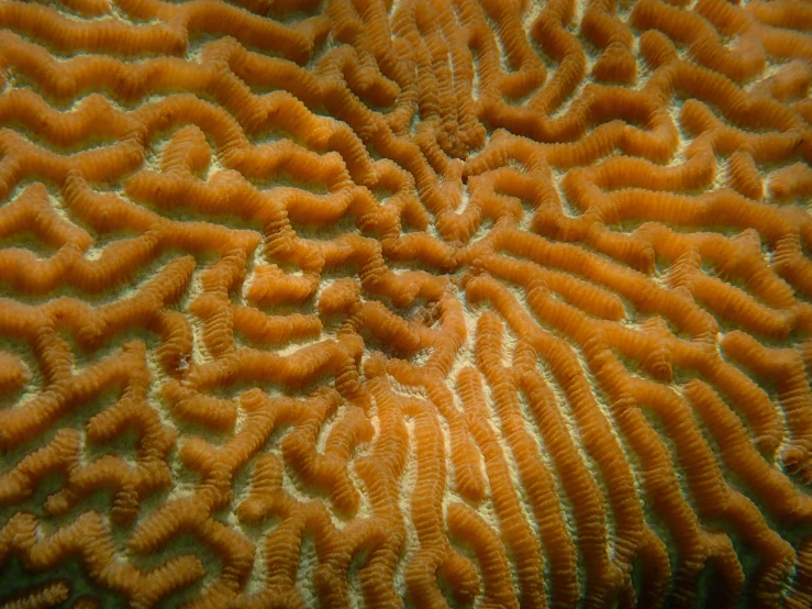 a orange sponge coral with intricate patterns is seen in this closeup