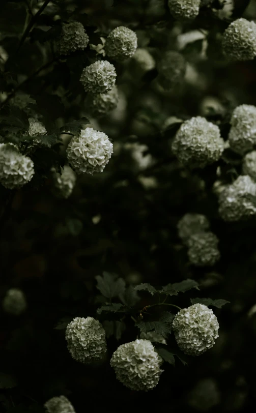 several white flowers are all grouped together