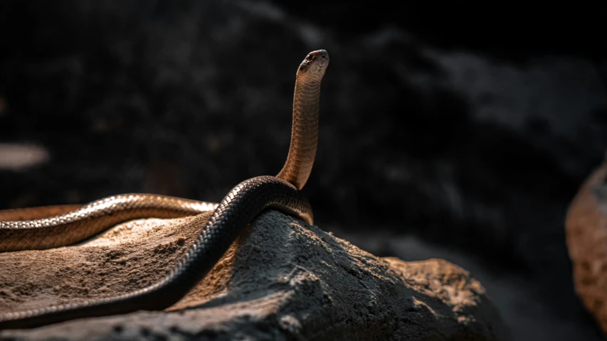 a large snake is crawling over rocks