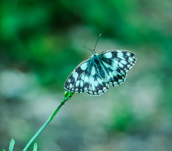 a small blue and white erfly resting on the edge of a plant