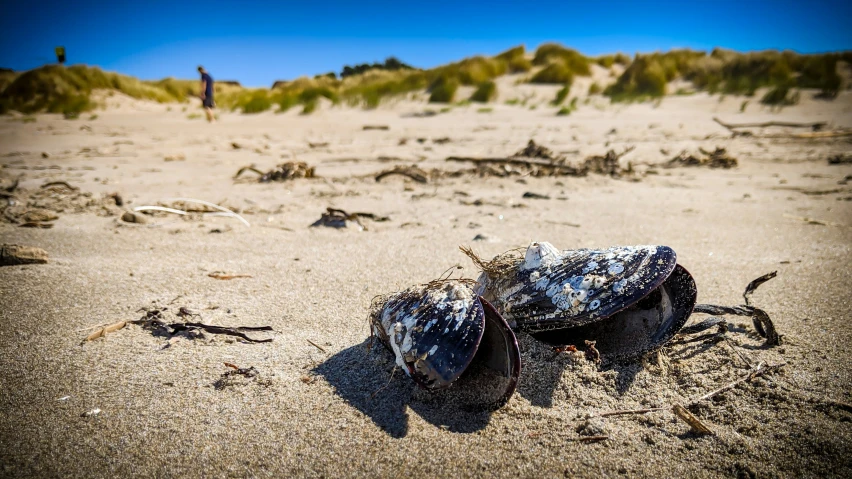 there is a pair of blue shoes left out on the beach