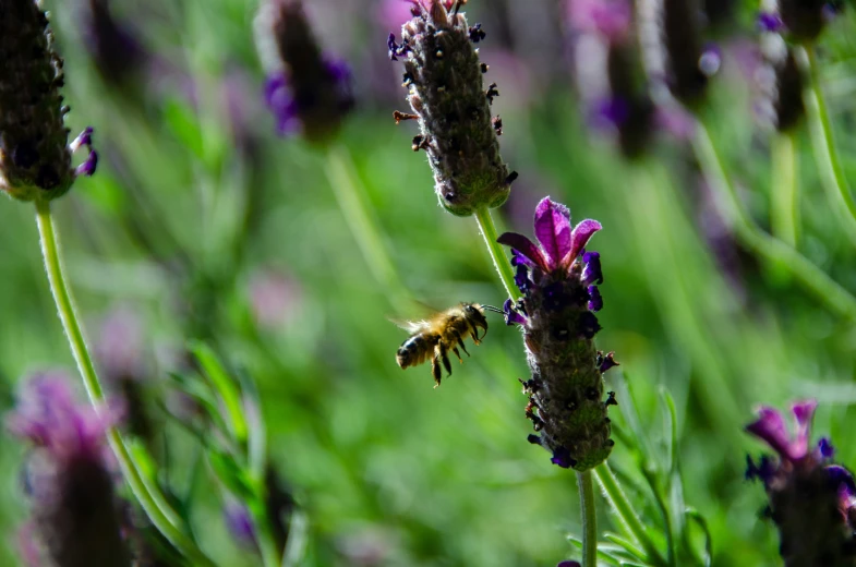 a close up of some purple flowers and bees