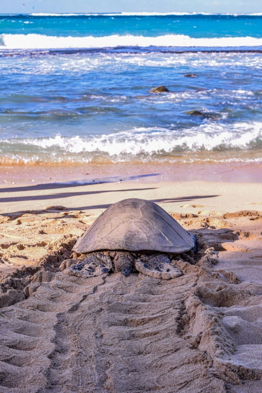 an animal laying on top of a sandy beach