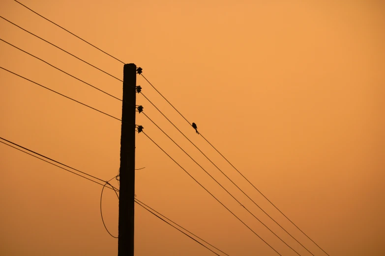 an upward view of telephone poles against a dusty sky