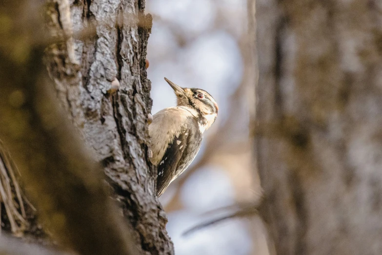 a bird sitting on the side of a tree trunk