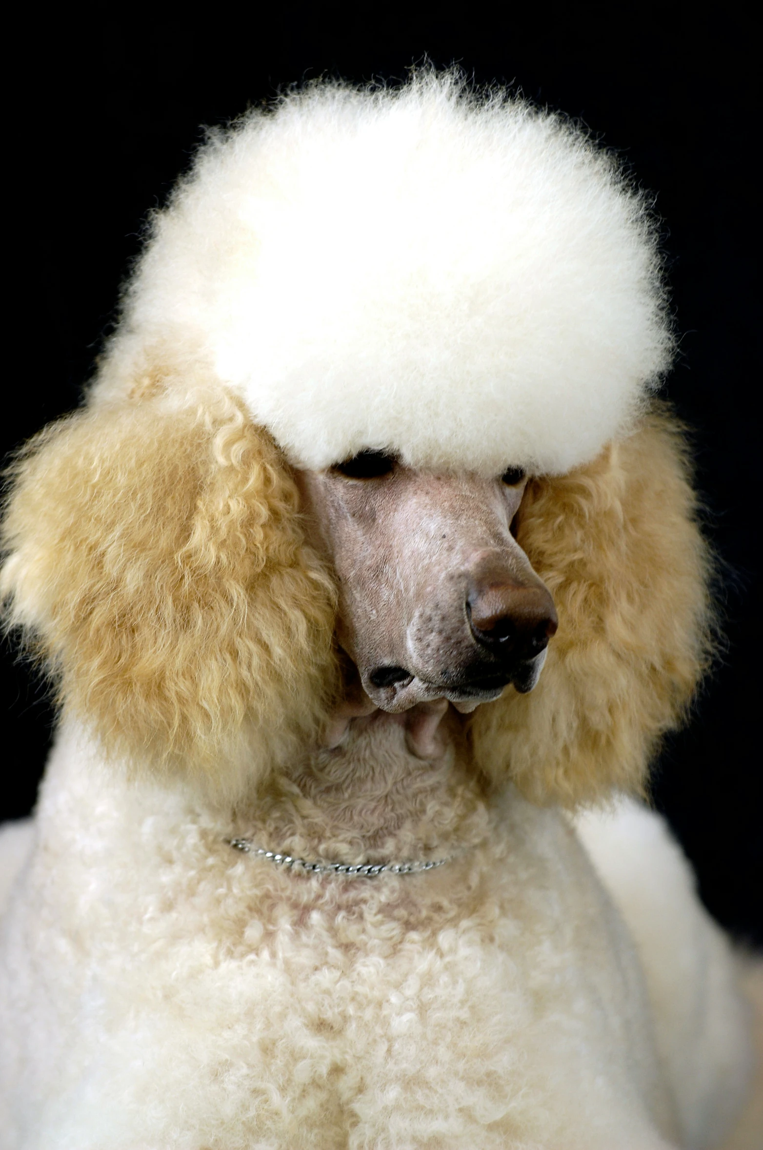a poodle with a very short head is pictured in this image