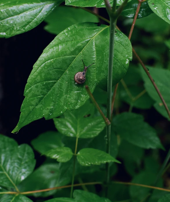 the snail is sitting on the green leaves