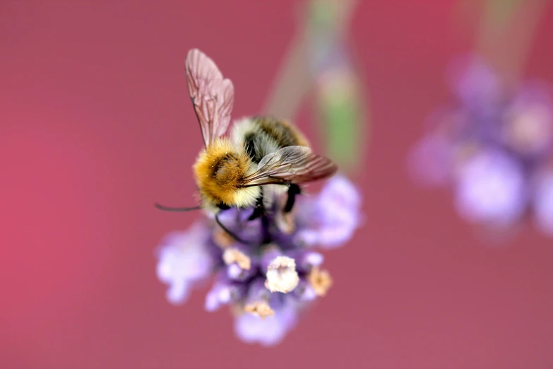 the bee is sitting on top of a purple flower