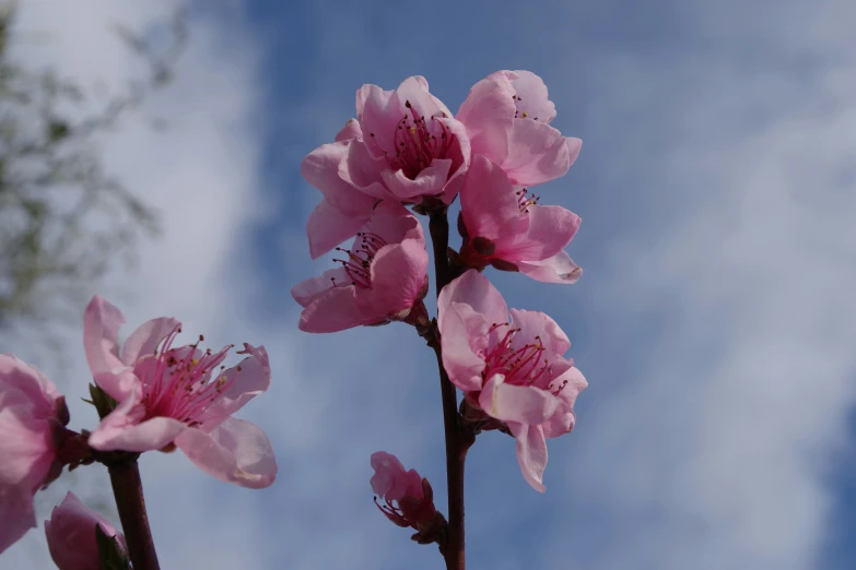 pink flowers on nches with a blue sky in the background