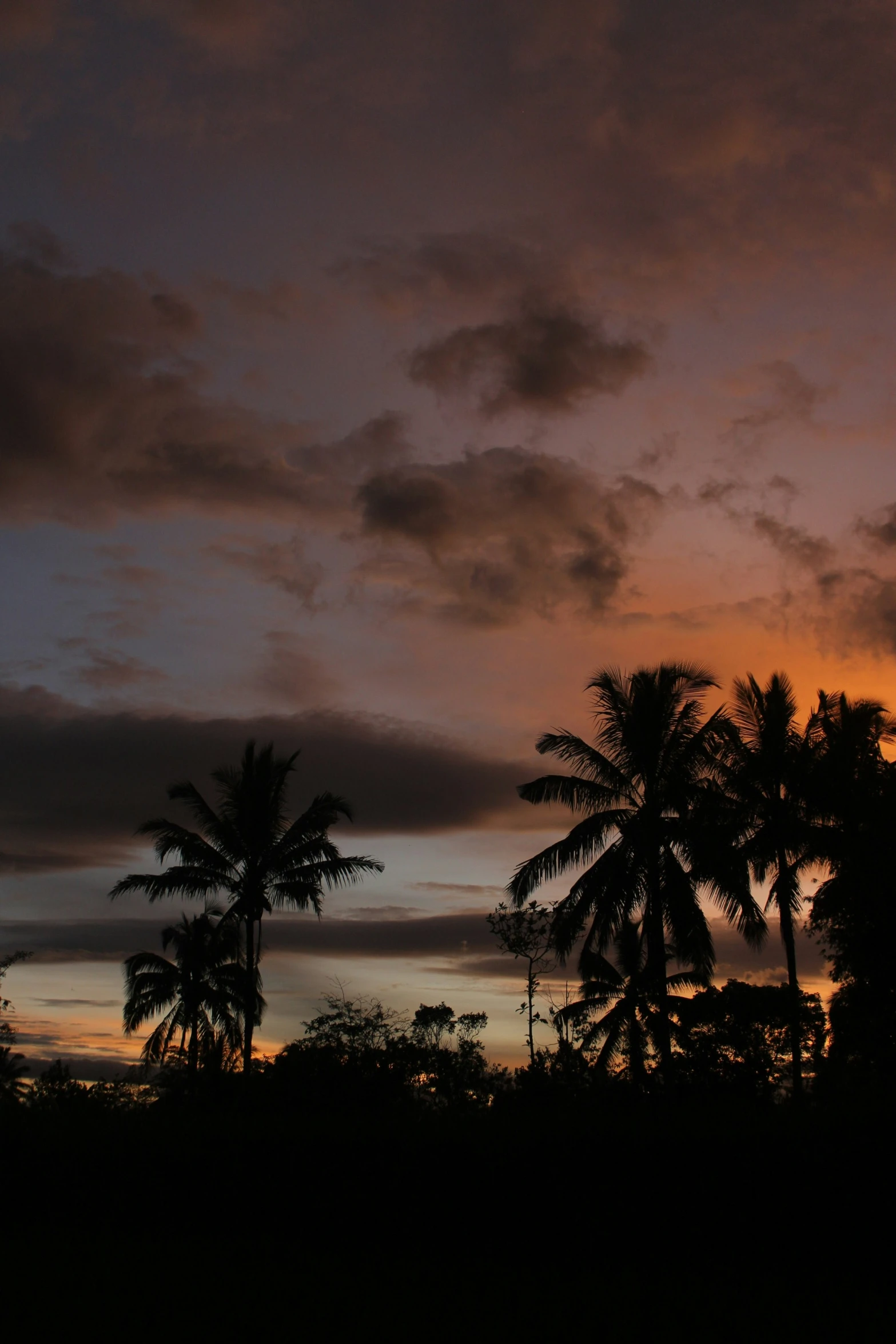 the view of trees in front of an orange sun