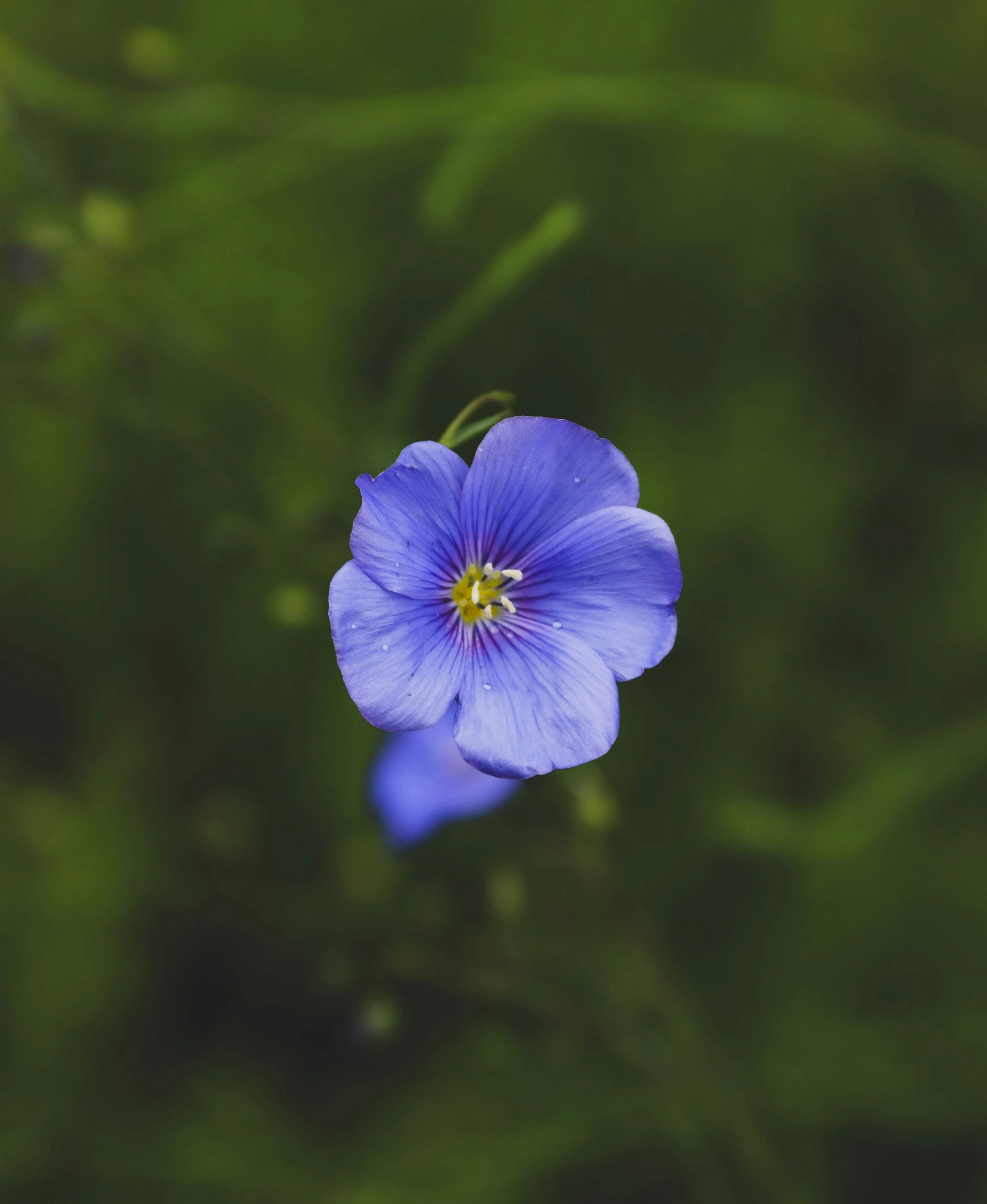 a single flower that is growing in some grass