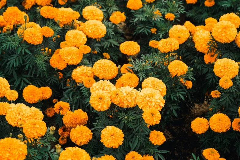 bright orange flowers grow among the green leaves