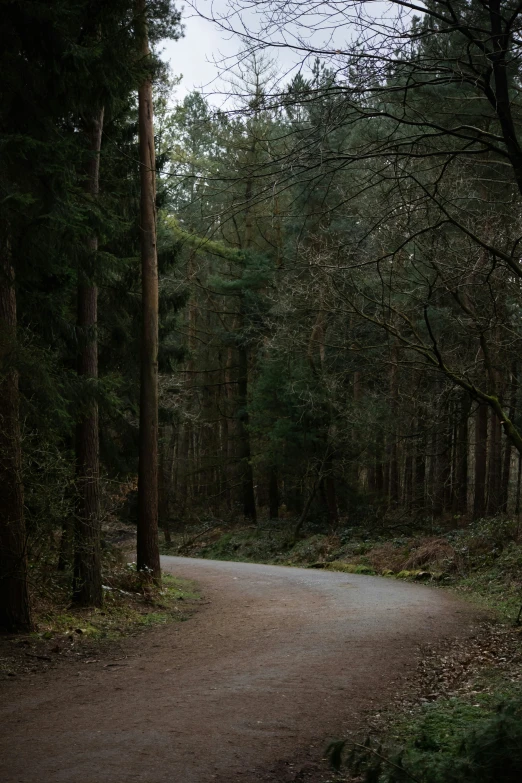 a narrow road surrounded by forest in the fall