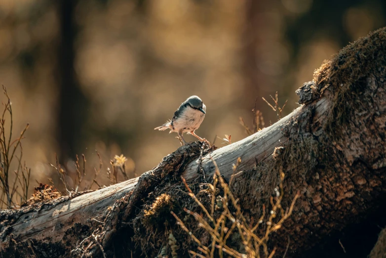 small bird perched on an old fallen tree