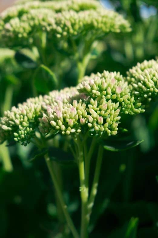 close up of flowers in the foreground, and green foliage on the background