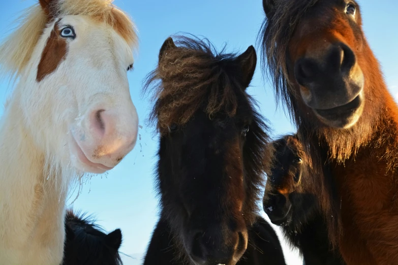 some small horses standing on top of each other