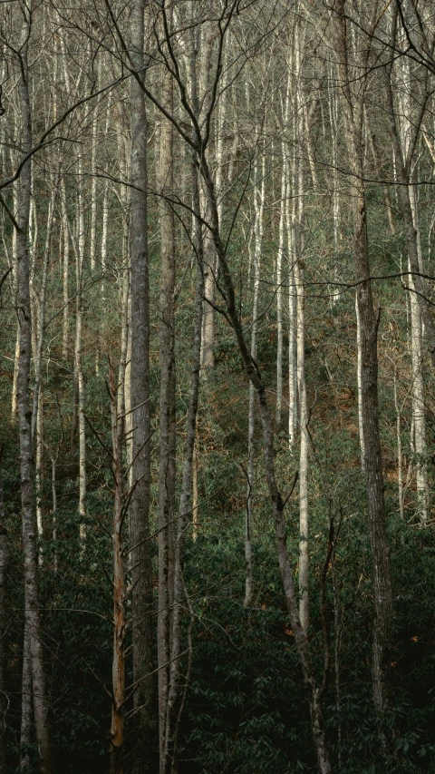 a lush green forest filled with tall trees