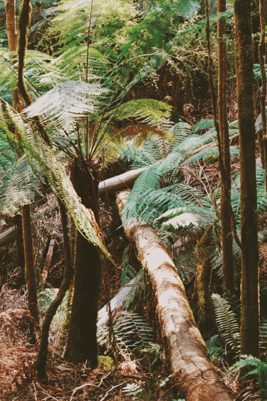 a fallen log in the middle of a forest with trees and other greenery