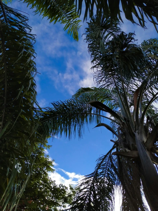 trees under the blue sky in the middle of palm trees