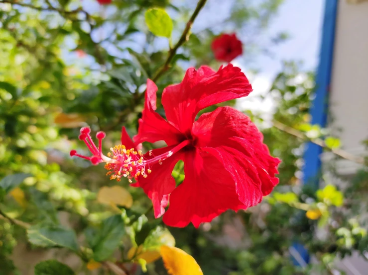 a red hibis with a red and yellow stamen