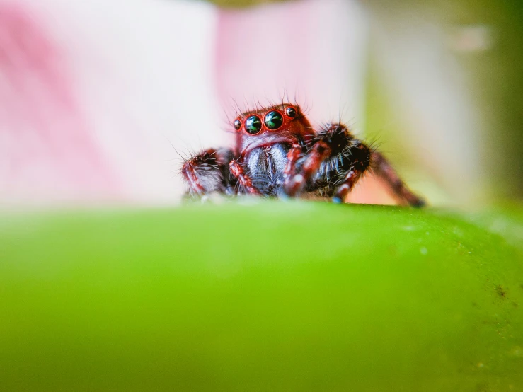 a close up po of a jumping spider on a green fruit