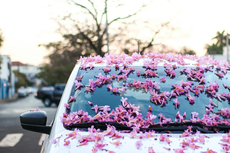 flowers are scattered on a car's windshield