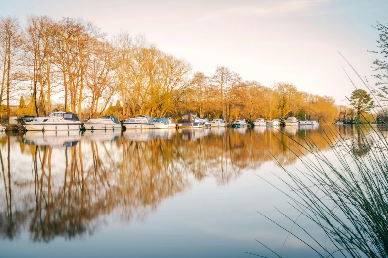 a body of water sitting next to tall grass and trees