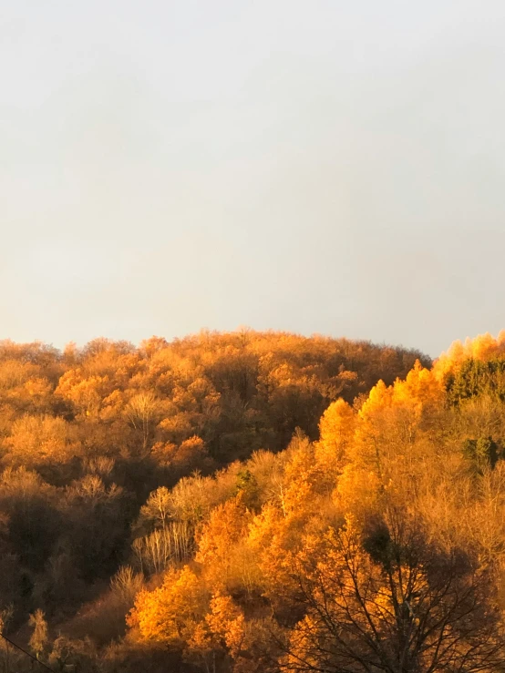 trees stand tall against the sky in autumn