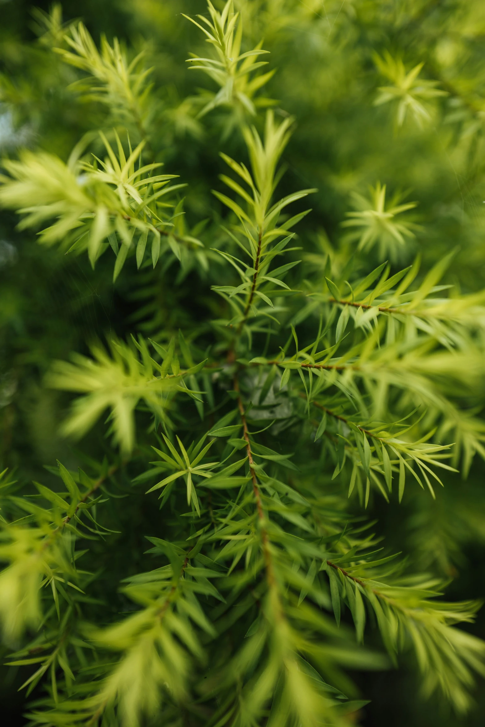 a close up of a pine tree leaves