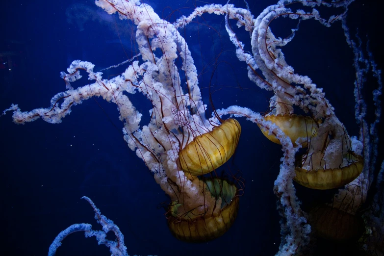 an underwater po of some sea life in blue water