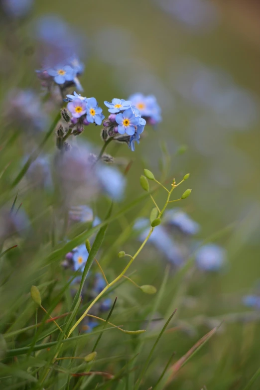 blue forget flowers in a garden, on green grass