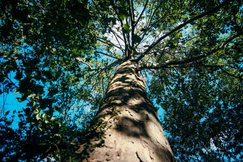 a big tall tree is standing high in the sky