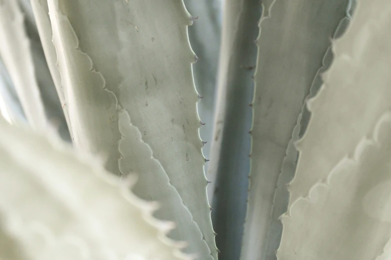 the side of a green cactus with tiny leaves