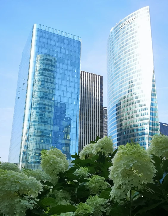 the tall skyscrs are all glass with trees and foliage in front