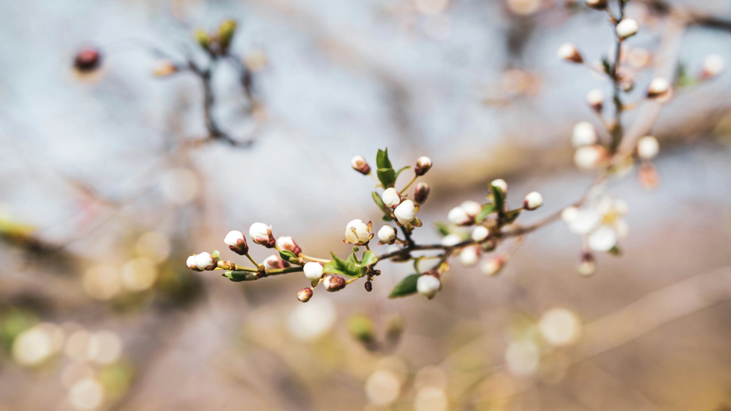 the blossoms of the flowers on the tree are white