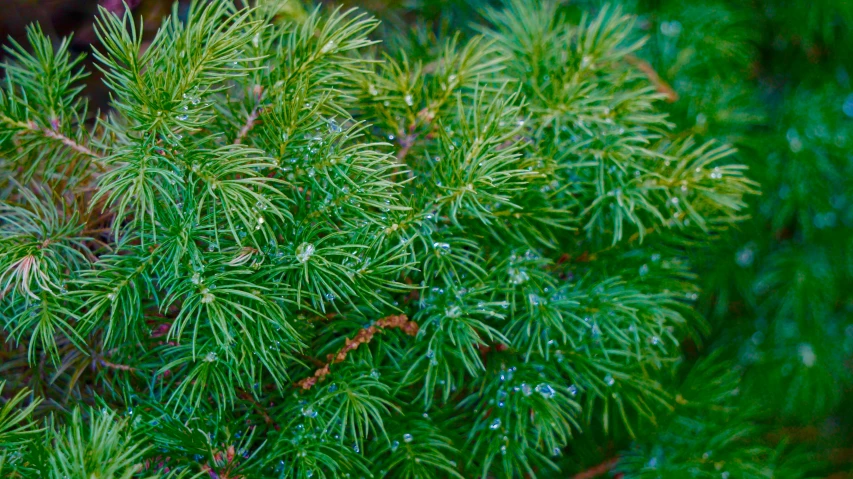 pine tree with green leaves in the background