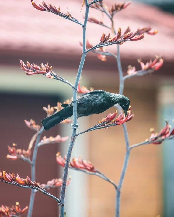 a bird sits in a tree with red buds