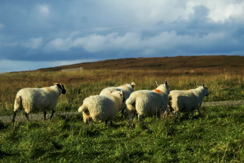 sheep are standing in a field with tall grass