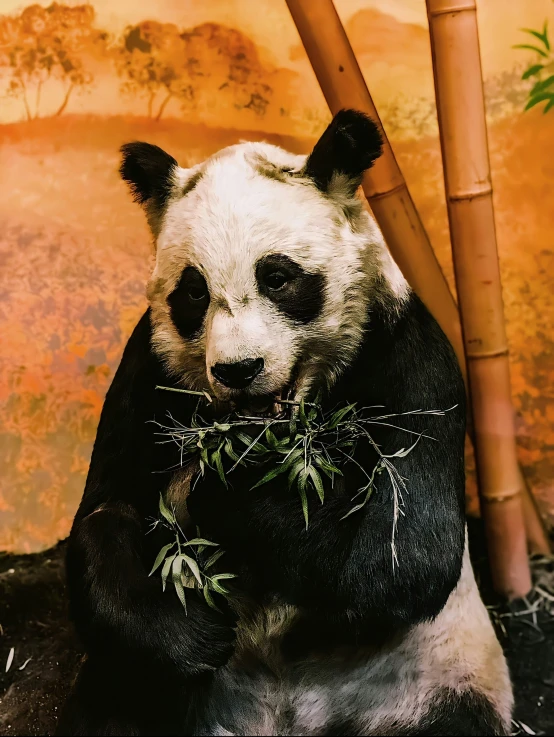 a stuffed panda bear is eating bamboo by a mural