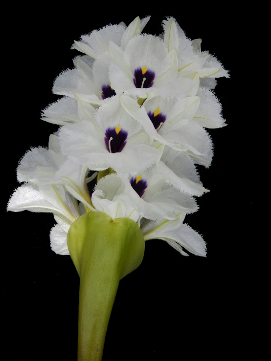 there are white flowers that appear to have purple centers