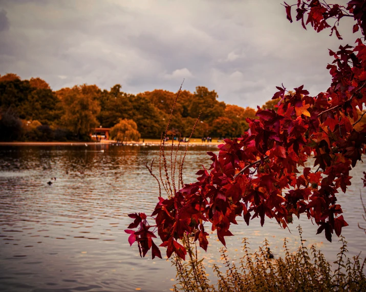 a view of a river with red leaves and water