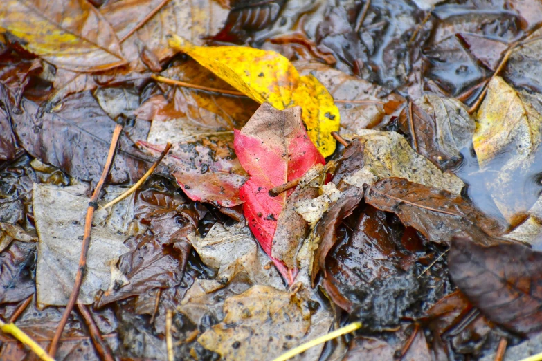 autumn leaves lying on the ground covered in water