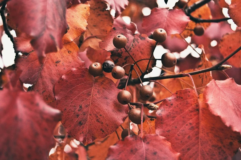 red leaves, fruit and acorns hanging from a tree