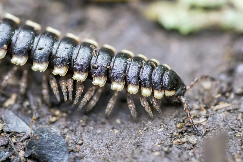 the back end of a brown insect on top of a rock